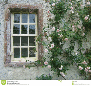 RAMBLING ROSEの画像
