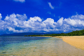真夏の海の画像