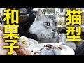 CUTEの画像