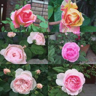 FROM MY GARDENの画像