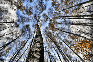LOOK UP TO THE SKYの画像