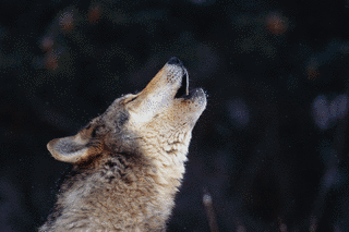 HOWLINGの画像