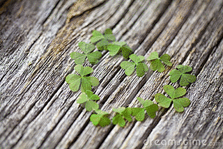LOVE CLOVERの画像