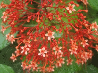 FLOWERの画像