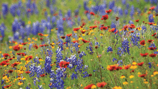 WILD FLOWERSの画像