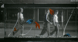RUMBLE FISHの画像