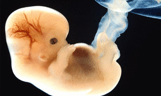 EMBRYOの画像
