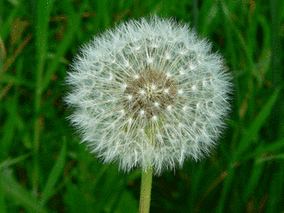 〜DANDELION〜の画像