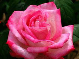 ばらの花の画像