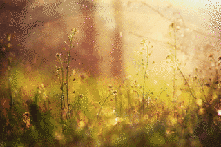 SPRING RAINの画像