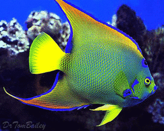 ANGEL FISHの画像