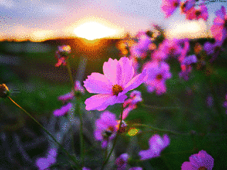 秋桜 -コスモス-/夢先案内人の画像