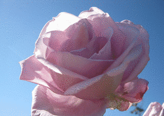 薔薇と月 -ROSE AND MOON-の画像
