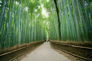 ARASHIYAMAの画像