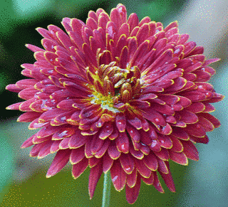 SWEET FLOWERの画像