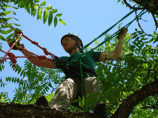 TREE CLIMBERSの画像