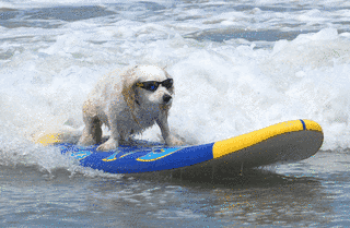 SURFIN'DOGの画像