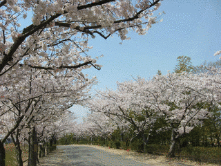 桜→入学式の画像