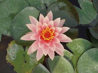 睡蓮花の画像