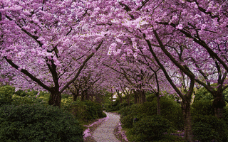 CHERRY TREESの画像