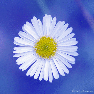 花の画像