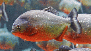 PIRANHAの画像