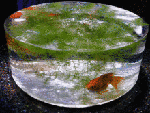 都会の金魚の画像