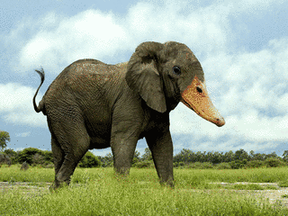 NEW ANIMALの画像