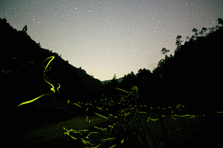 蛍星の画像
