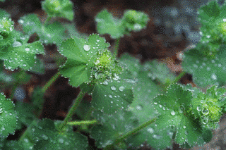 恵みの雨の画像