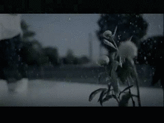 雨上がりの画像