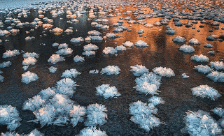 氷の花の画像