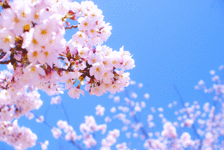 SAKURA -ハルヲウタワネバダ-の画像