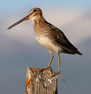 SNIPEの画像