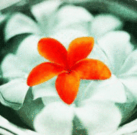 プルメリア 〜花唄〜の画像