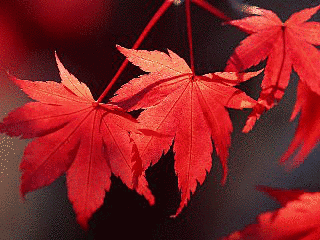 椛 〜MOMIJI〜の画像