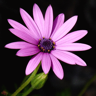 A FLOWERの画像