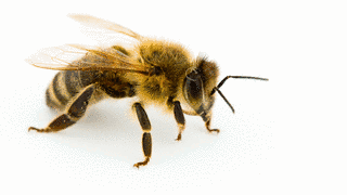 HONEY BEE〜の画像