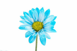 BLUE DAISYの画像
