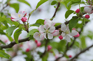 林檎の花の画像