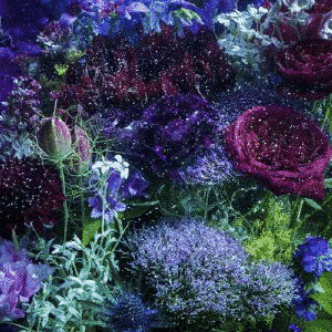 あなたに出会わなければ 〜夏雪冬花〜/星屑ビーナスの画像