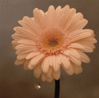 花は咲くの画像