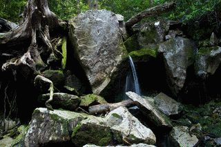 FOREST OF ROCKSの画像