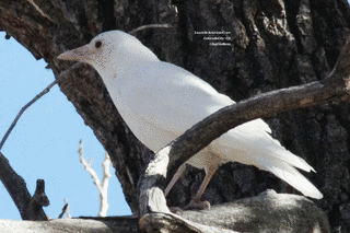 WHITE CROWの画像