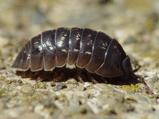 ROLY-POLYの画像