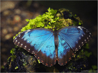 WILD BUTTERFLYの画像