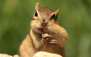 ANIMALの画像
