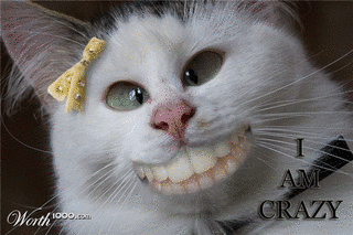 CRAZY CATの画像