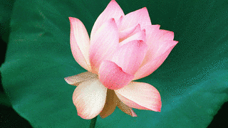 FLOWER BLOOMの画像