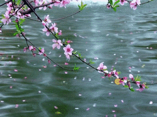 落花の画像